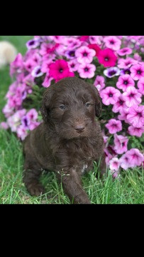 Medium Photo #1 Goldendoodle Puppy For Sale in DECATUR, IN, USA
