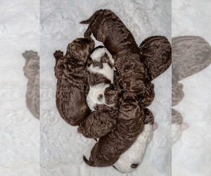 Double Doodle Litter for sale in TUSCALOOSA, AL, USA