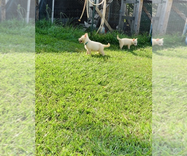 Medium Photo #1 German Shepherd Dog Puppy For Sale in LIBERTY, TX, USA