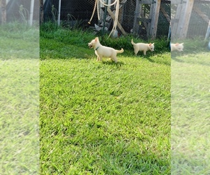 German Shepherd Dog Litter for sale in LIBERTY, TX, USA