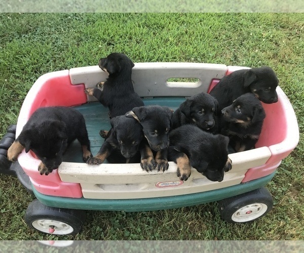 Medium Photo #1 Shepweiller Puppy For Sale in SHELL KNOB, MO, USA