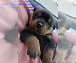 Small Photo #1 Rottweiler Puppy For Sale in SHIPSHEWANA, IN, USA