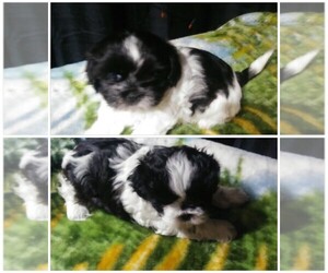 Shih-Poo Litter for sale in PRINCETON, IN, USA