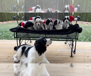 English Springer Spaniel Litter for sale in LOOKOUT MOUNTAIN, TN, USA