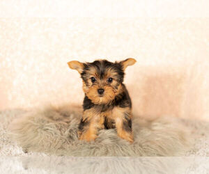 Yorkshire Terrier Litter for sale in NAPPANEE, IN, USA