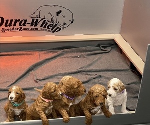 Goldendoodle Litter for sale in SHADY DALE, GA, USA