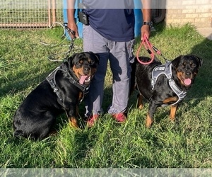 Rottweiler Litter for sale in FORT WORTH, TX, USA
