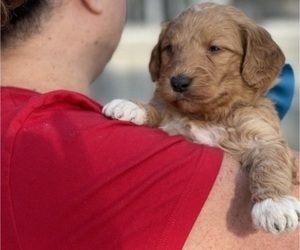 Goldendoodle Litter for sale in GULF BREEZE, FL, USA