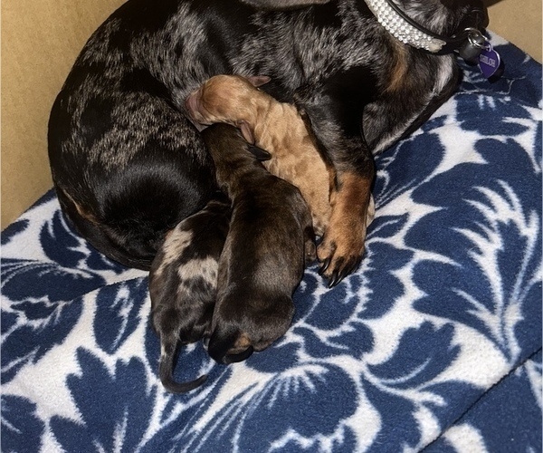 Medium Photo #1 Dachshund Puppy For Sale in HOUSTON, TX, USA