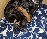 Small Photo #1 Dachshund Puppy For Sale in HOUSTON, TX, USA