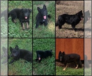 German Shepherd Dog Litter for sale in COUCH, MO, USA