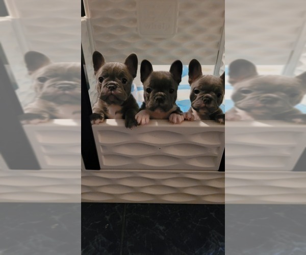 Medium Photo #1 French Bulldog Puppy For Sale in FAYETTEVILLE, NC, USA