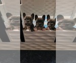 Small Photo #1 French Bulldog Puppy For Sale in FAYETTEVILLE, NC, USA