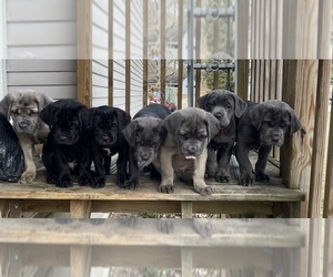 Cane Corso Litter for sale in EXTON, PA, USA