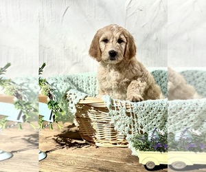 Goldendoodle Litter for sale in BAHAMA, NC, USA
