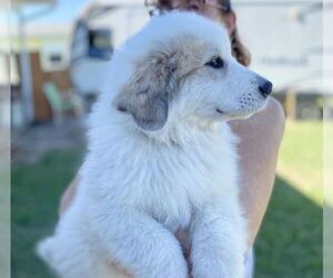 Great Pyrenees Litter for sale in PALM BAY, FL, USA