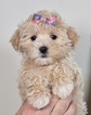 Small Photo #1 Maltese-Poodle (Toy) Mix Puppy For Sale in WARSAW, IN, USA
