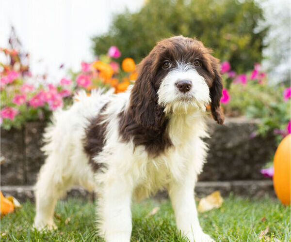 Full screen Photo #1 Springerdoodle Puppy For Sale in NAPPANEE, IN, USA