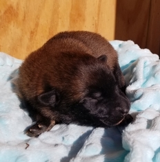 Belgian Malinois Litter for sale in BERRY, AL, USA