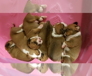 Beagle-English Bulldog Mix Litter for sale in SHELBYVILLE, IN, USA