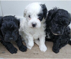 Maltipoo Litter for sale in WEATHERFORD, TX, USA