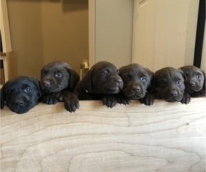Labrador Retriever Litter for sale in CANAL WINCHESTER, OH, USA