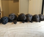 Small Photo #1 Labrador Retriever Puppy For Sale in CANAL WINCHESTER, OH, USA