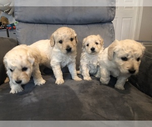 Goldendoodle (Miniature) Litter for sale in MILLSTONE TOWNSHIP, NJ, USA