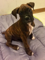 Boxer Litter for sale in GURNEE, IL, USA