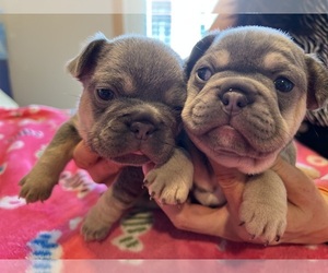 French Bulldog Litter for sale in MIDDLETON, WI, USA