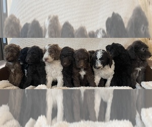 Poodle (Standard) Litter for sale in POWELL, TN, USA