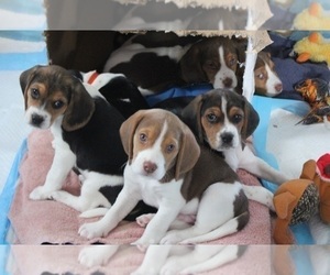 Beagle Litter for sale in TOLEDO, OH, USA