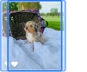 Aussie-Poo Litter for sale in CASSVILLE, MO, USA