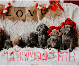 Weimaraner Litter for sale in TALKING ROCK, GA, USA