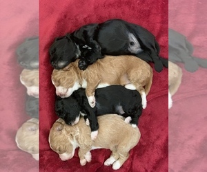 Miniature Labradoodle Litter for sale in PITTSBURGH, PA, USA