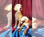 Small Golden Labrador