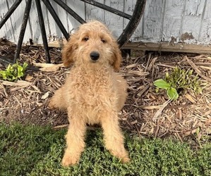 Goldendoodle Litter for sale in KALONA, IA, USA