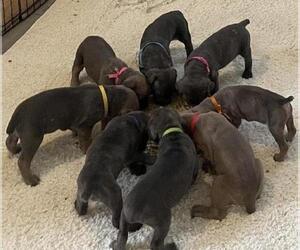 Cane Corso Litter for sale in DENTSVILLE, MD, USA