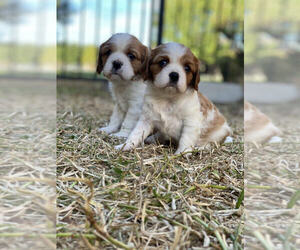Cavalier King Charles Spaniel Litter for sale in CORINTH, TX, USA