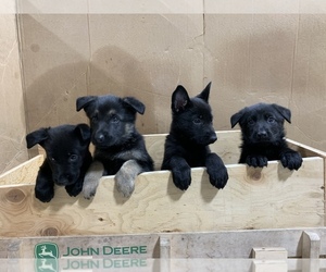 German Shepherd Dog Litter for sale in HAGER CITY, WI, USA