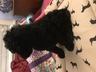 Small Photo #1 Goldendoodle Puppy For Sale in COLDWATER, MS, USA