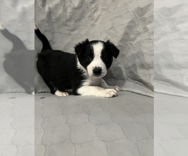 Medium Photo #1 Border Collie Puppy For Sale in BERRIEN SPRINGS, MI, USA