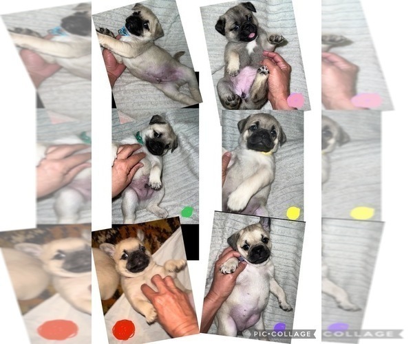 Medium Photo #1 Pug Puppy For Sale in MINERAL RIDGE, OH, USA