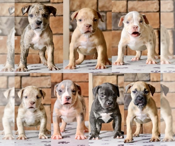 Medium Photo #1 American Bully Puppy For Sale in ORANGEBURG, SC, USA