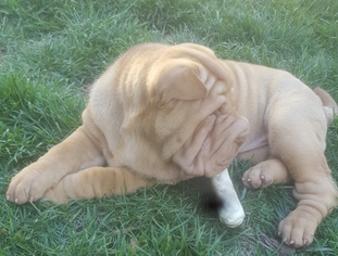 Chinese Shar-Pei Litter for sale in MUNCIE, IN, USA
