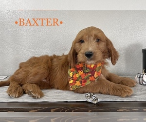 Goldendoodle Litter for sale in WOODBURN, IN, USA
