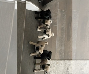 Pug Litter for sale in GERMANTOWN, MD, USA