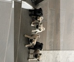 Small Photo #1 Pug Puppy For Sale in GERMANTOWN, MD, USA
