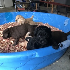 Labradoodle Litter for sale in PRINCETON, NC, USA