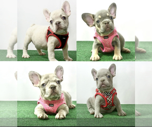 French Bulldog Litter for sale in ONTARIO, CA, USA